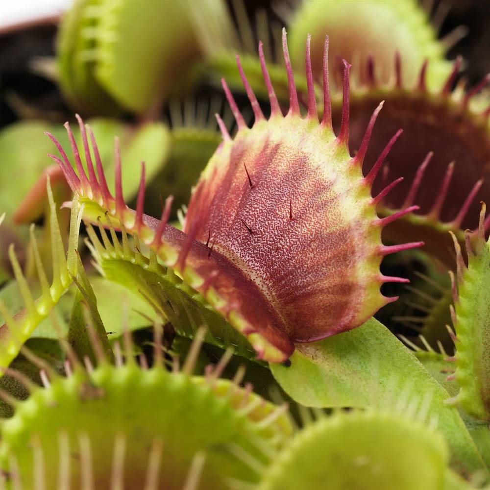 planta carnívora