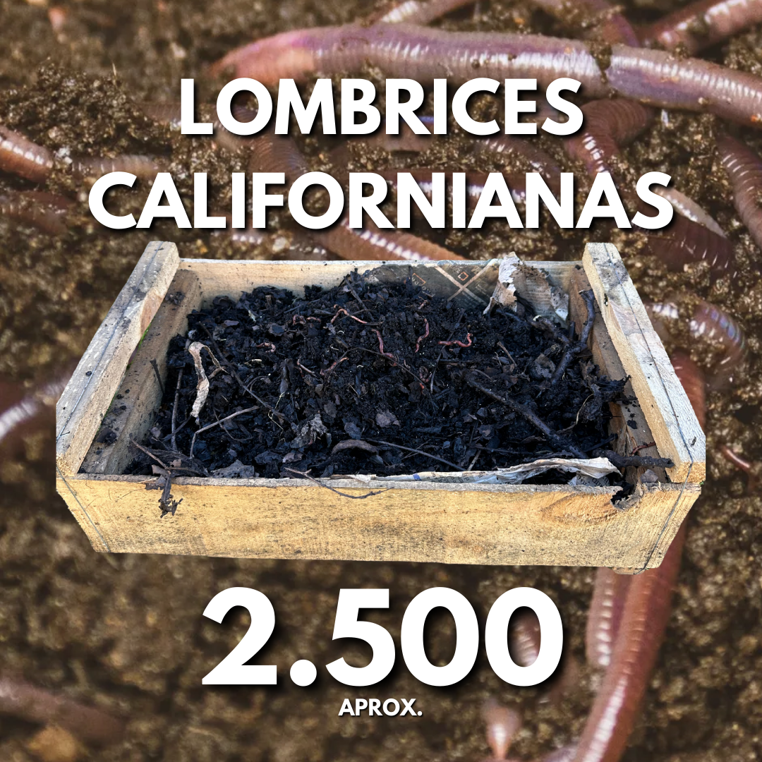 Nucleo De Lombrices Californianas 300 - 2500