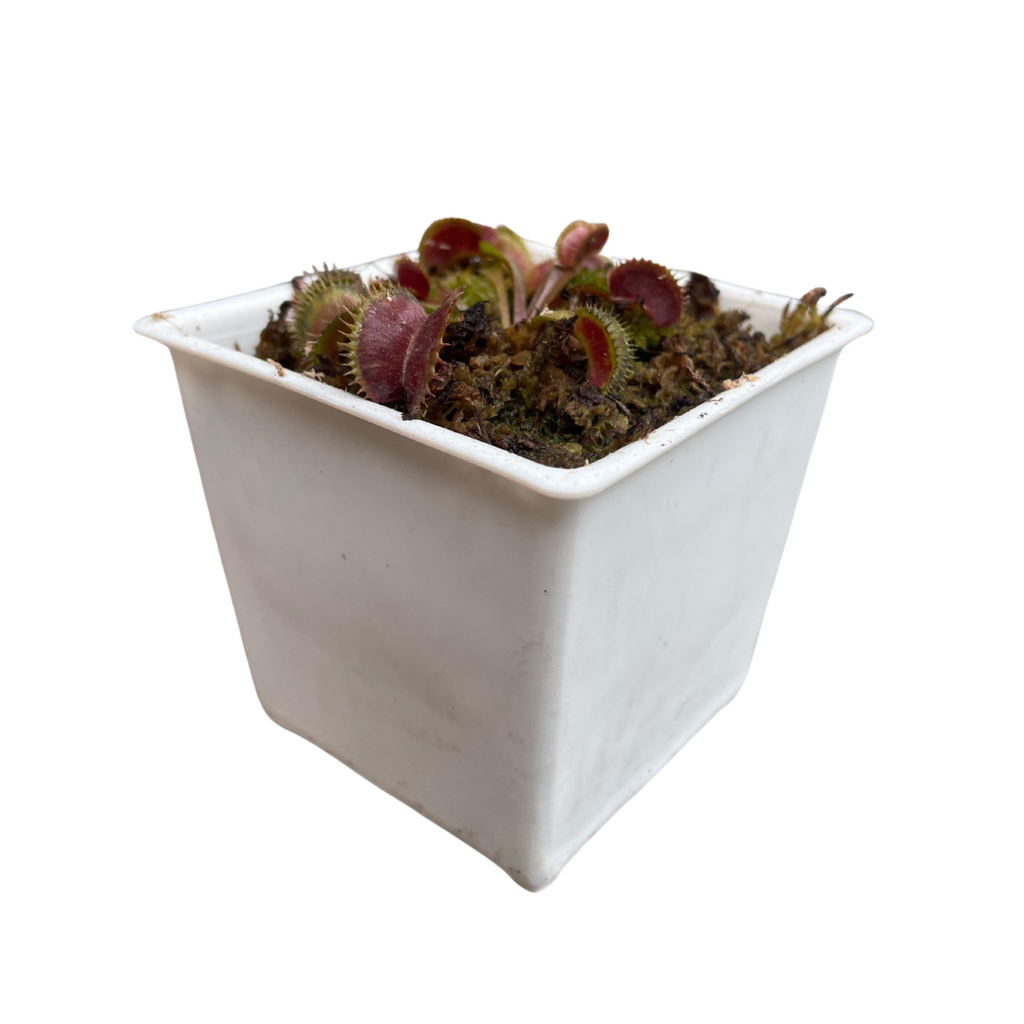 Planta Carnívora Venus Atrapamoscas