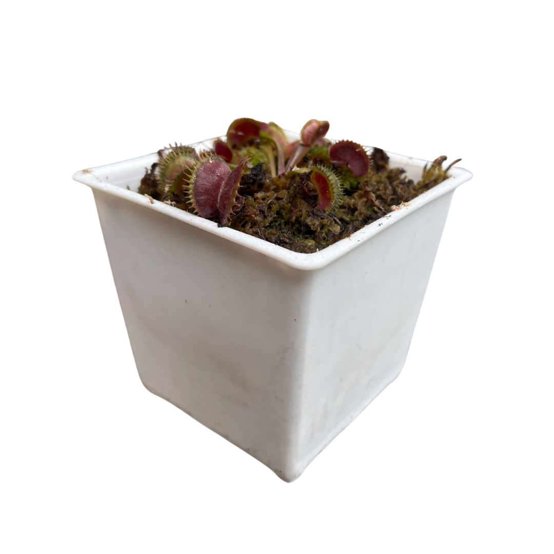 Planta Carnívora Venus Atrapamoscas