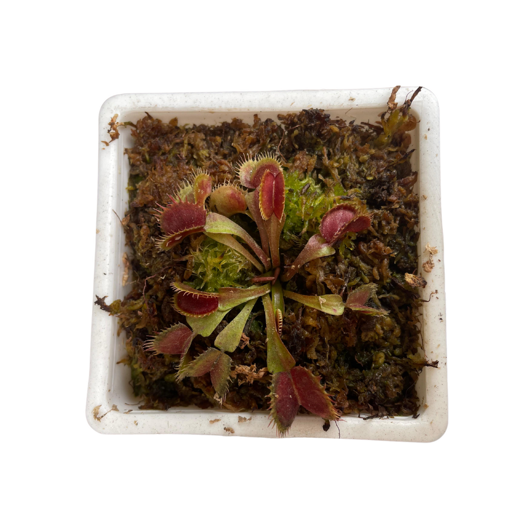 Planta Carnívora Venus Atrapamoscas