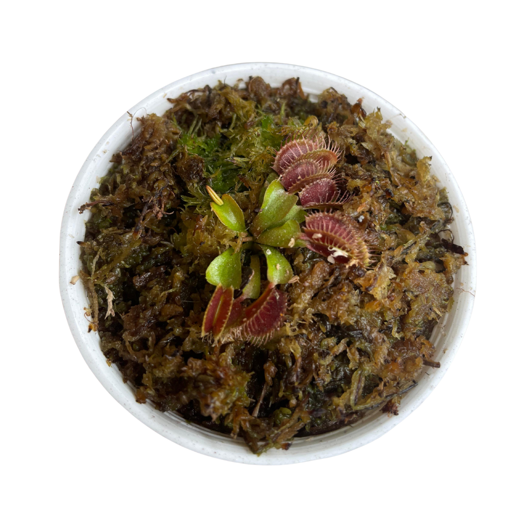 Planta Carnívora Venus Atrapamoscas