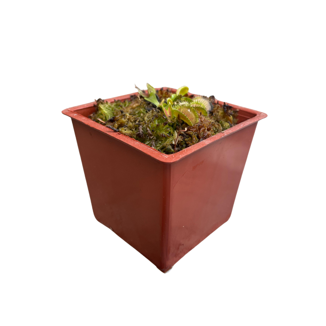 Planta Carnívora Venus Atrapamoscas