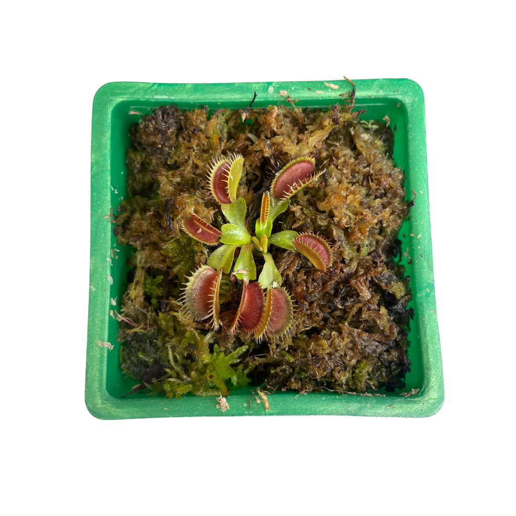 Planta Carnívora Venus Atrapamoscas