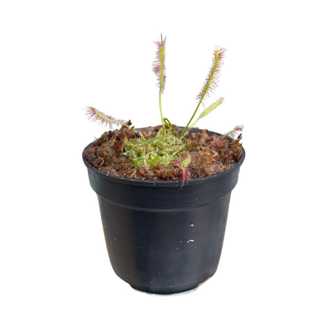 Planta Carnívora Drosera Capensis