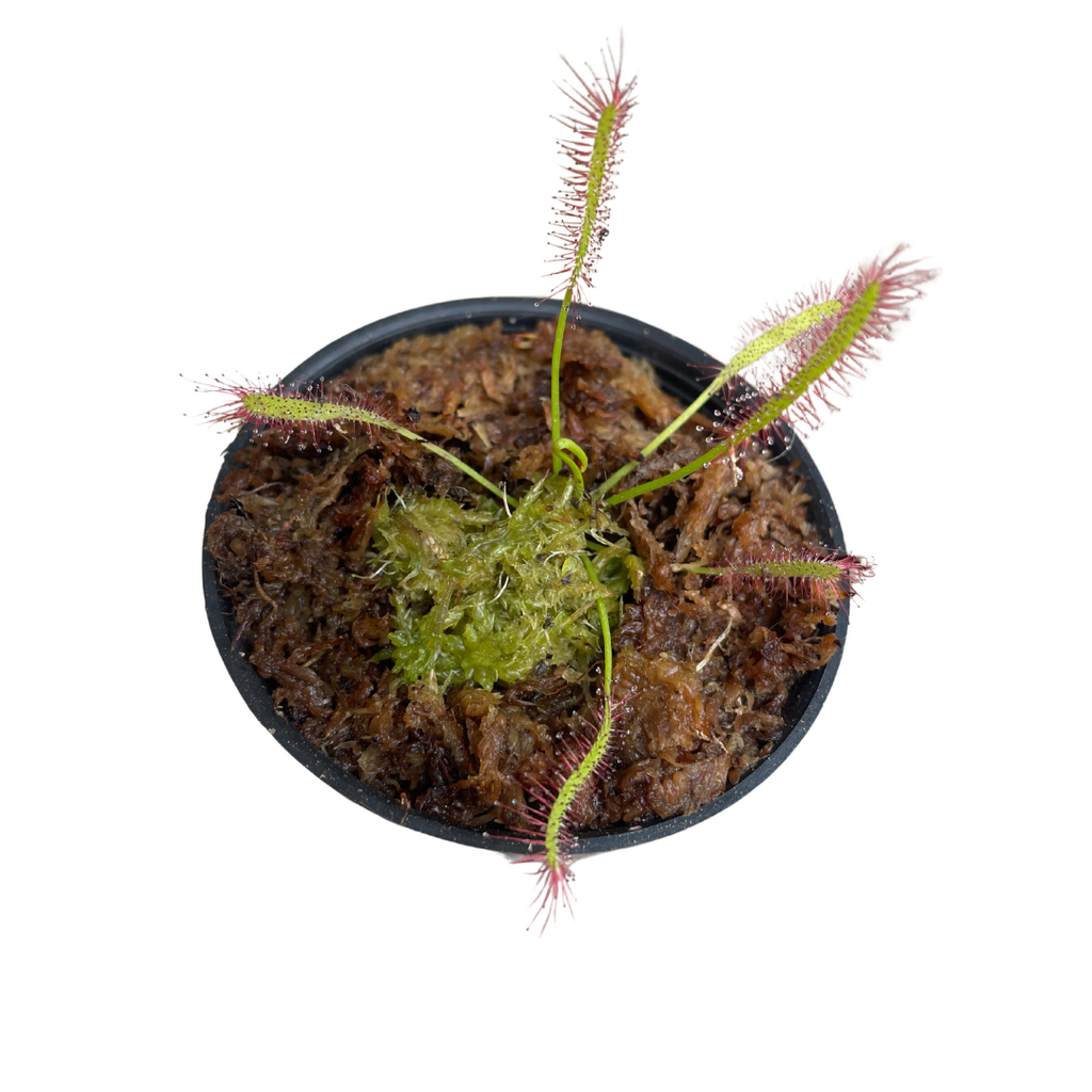 Planta Carnívora Drosera Capensis