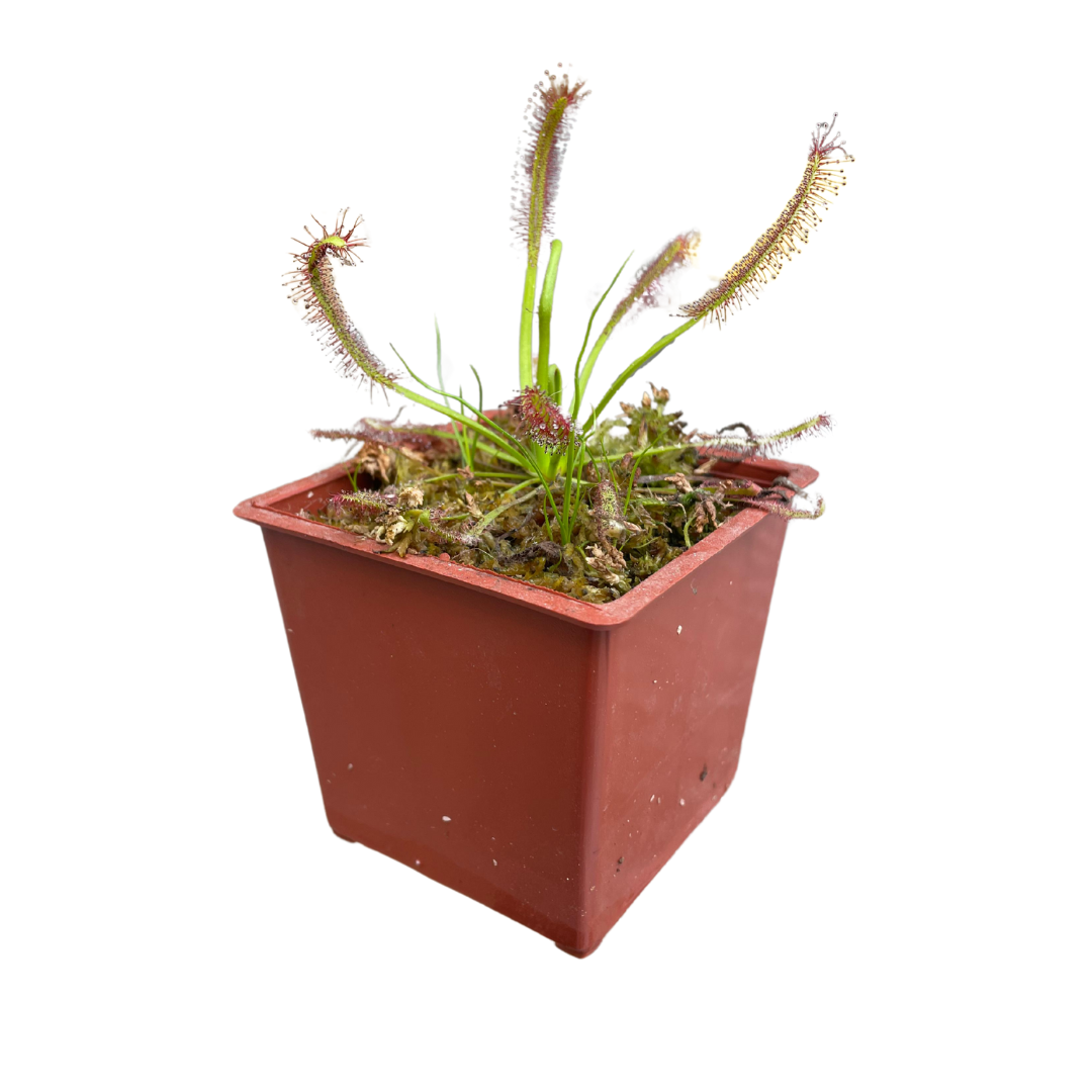 Planta Carnívora Drosera Capensis