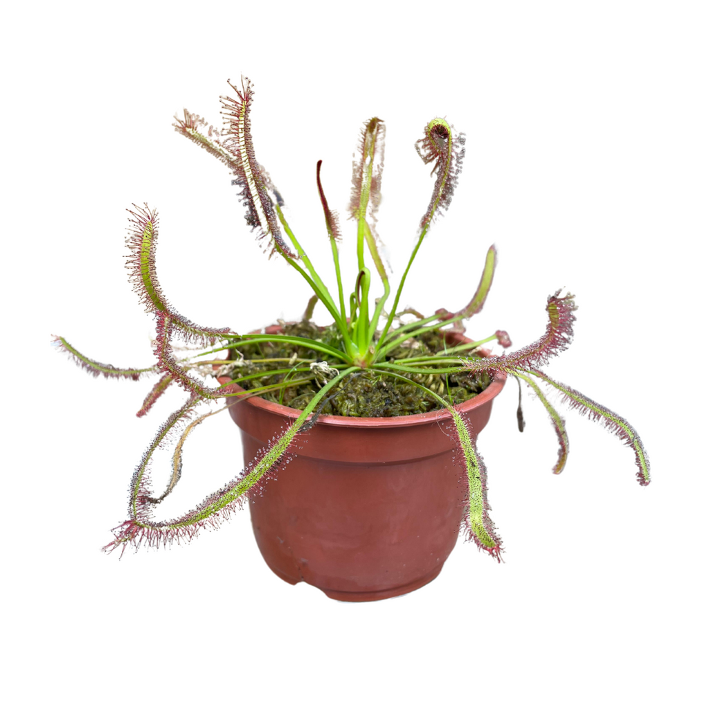 Planta Carnívora Drosera Capensis